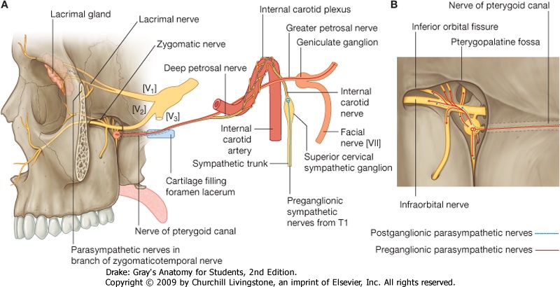 infratemporal fossa