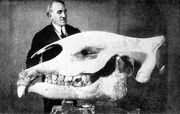 Rumblerskull