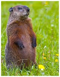 File:Woodchuck.jpg