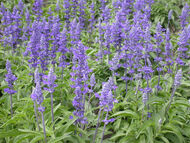 Salvia del desierto