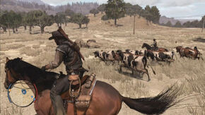 800px-Herding Cattle