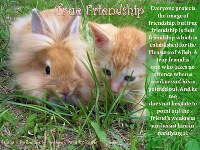 File:True-friendship (1).jpg