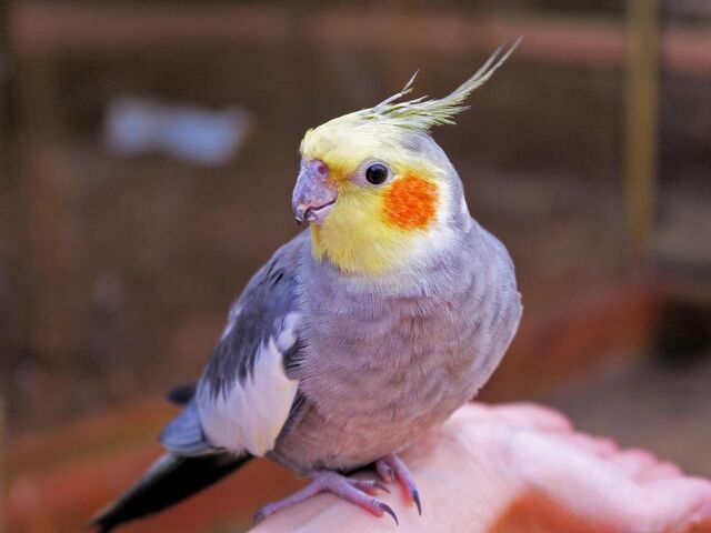 File:10 cockatiel.jpg
