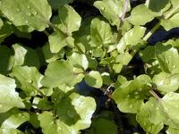 Wcress