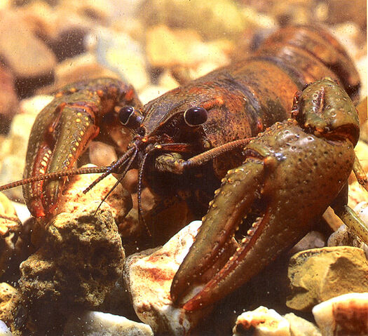 File:Crayfish.jpg