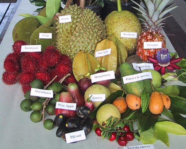 File:Fruitpage4.jpg