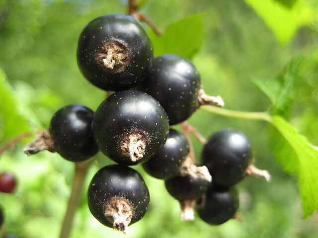 File:Blackcurrants.jpg
