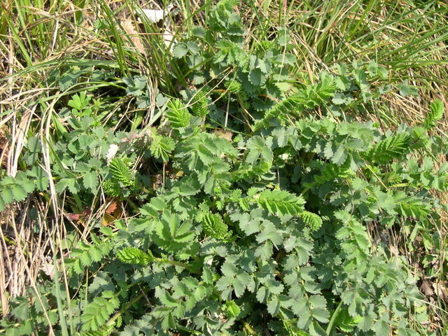 File:Burnet.jpg