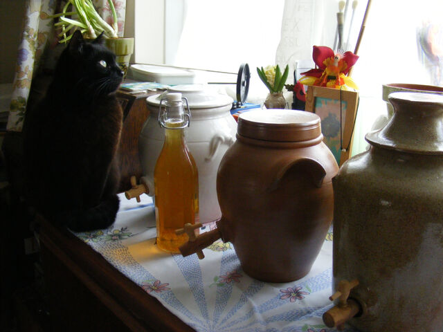 File:Kombuchakat.jpg
