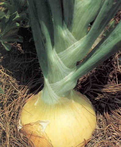 File:WallaWallaOnion.jpg