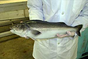 Sablefish