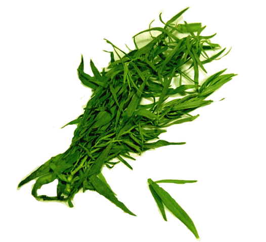 File:Tarragon3.gif