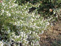 Wintersavory