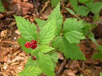 Dewberry