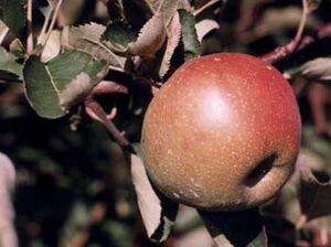 BaldwinApple