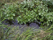 Watercress
