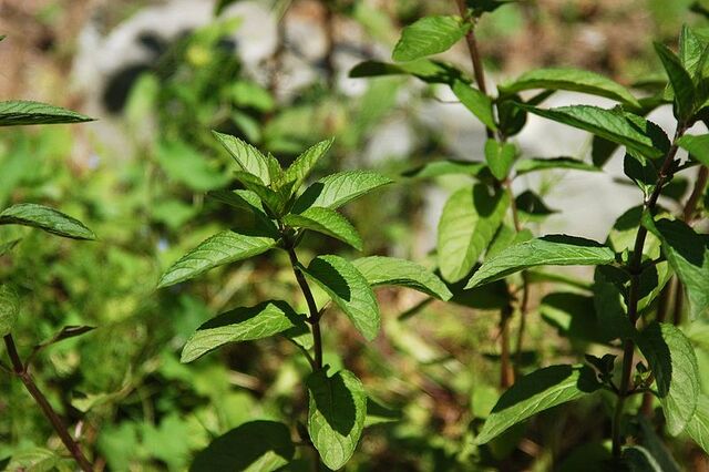 File:Peppermint.jpg