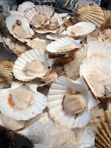 File:Scallops.jpeg