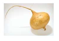 File:Tubers jicama.jpg
