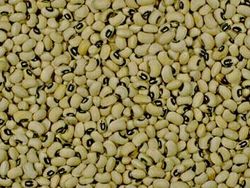 File:Blackeyebean.jpg
