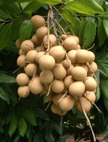 File:Longan.jpg