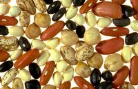Dry bean