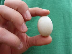 Pigeon egg