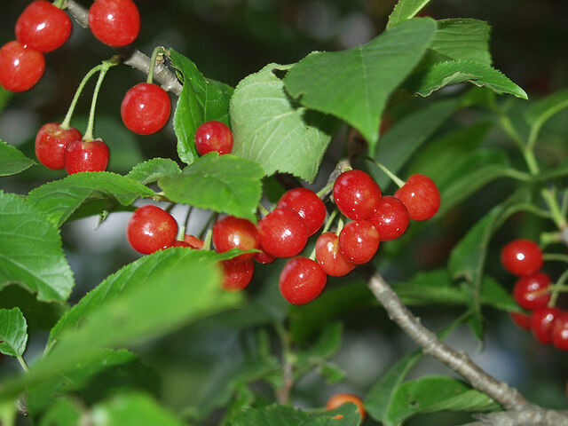 File:Fruitpage2.jpg