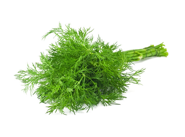 File:Dill3.jpg
