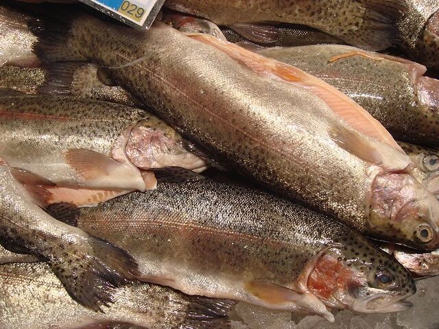 File:Rainbow trout.jpg
