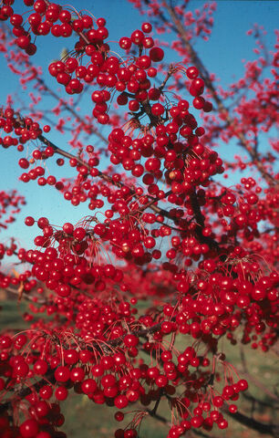 File:Crabapple.jpg