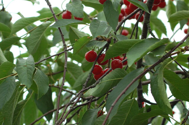 File:Sour+Cherries-8526.jpg