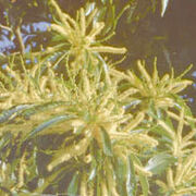 Sweet chestnut