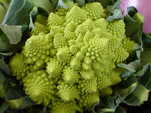 Broccoli romanesco