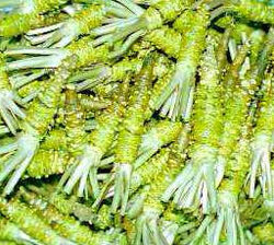 Wasabi