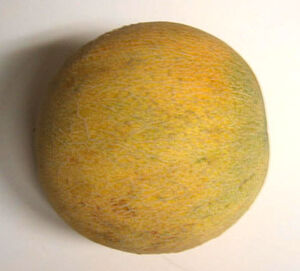 Ambrosia melon