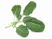 CollardGreens