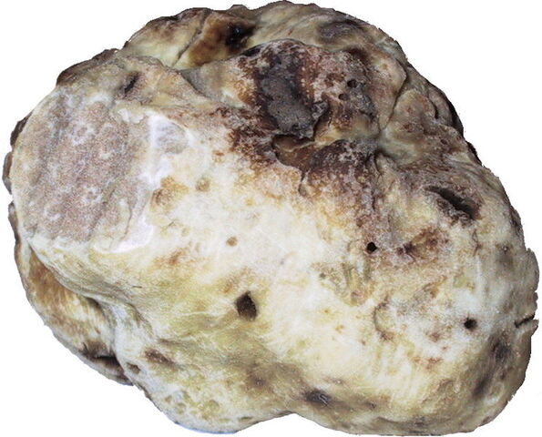 File:WhiteTruffle.jpg