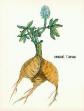 Pturnip