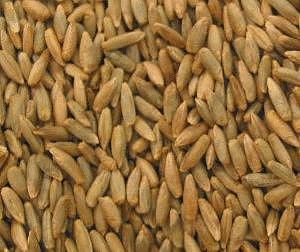 Rye berries