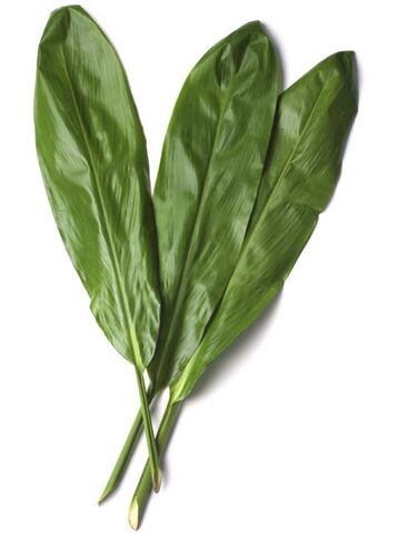 File:TiLeaves.jpg