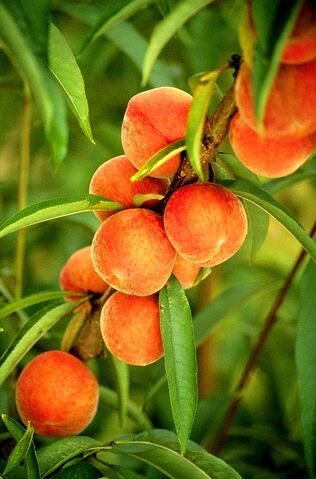 File:Flameprince peaches.jpg