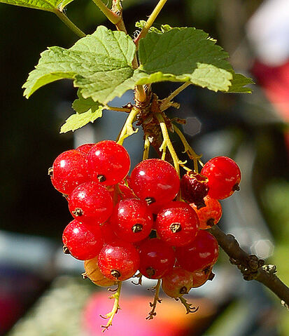 File:Bright red currants in the garden.jpg