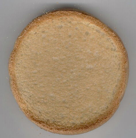 File:Beschuit.jpg