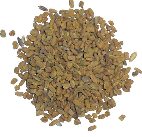 File:Fenugreek-seed.jpg