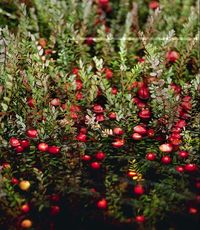 File:Cranberry.jpg