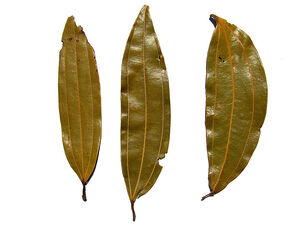 Indian bay leaf