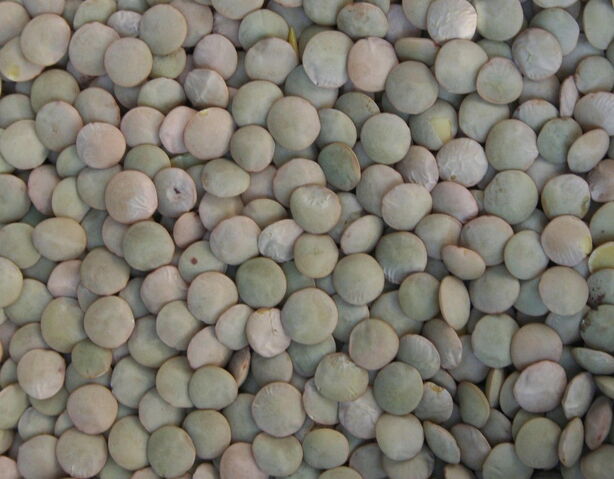 File:Lentils1.jpg