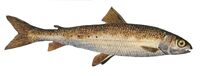 Round whitefish