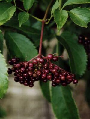 Elderberry